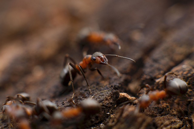 pest control for ants