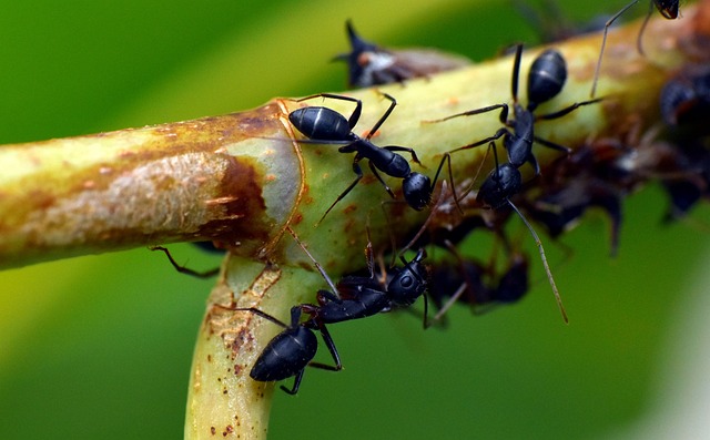 pest control for ants