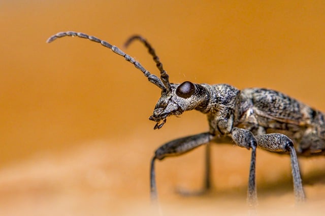 pest exterminator