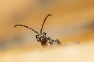 pest-exterminator-640x480-29421340.jpeg