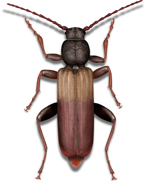 pest exterminator