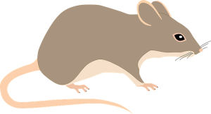 Same-Day Exterminator Services: Rapid Pest Control Solutions for Your Home
