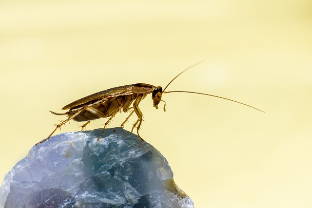 pest exterminator