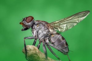 Expert Pest Exterminators: Safe, Effective Solutions for Common Infestations