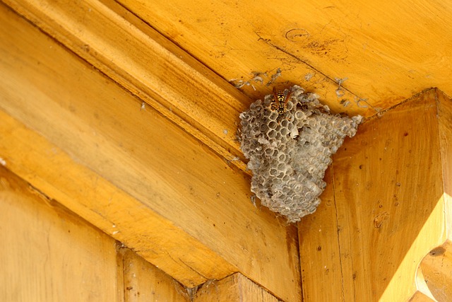 pest exterminator