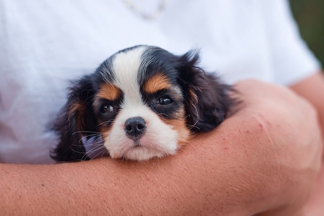 Pet Stain Cleaning
