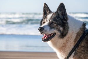 pet-stain-cleaning-640x480-14622301.jpeg