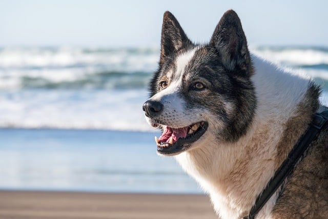 pet-stain-cleaning-640x480-14622301.jpeg