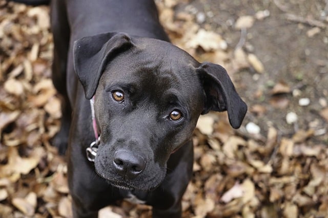 Pet Stain Cleaning