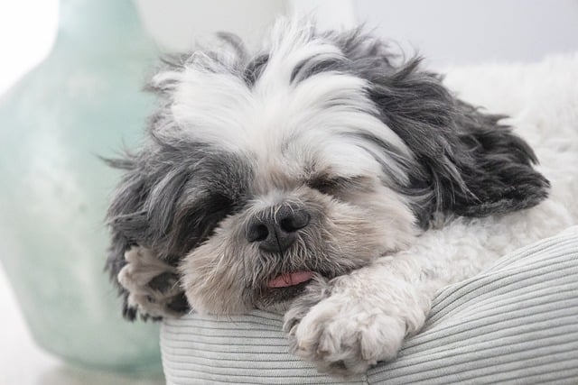 Pet Stain Cleaning