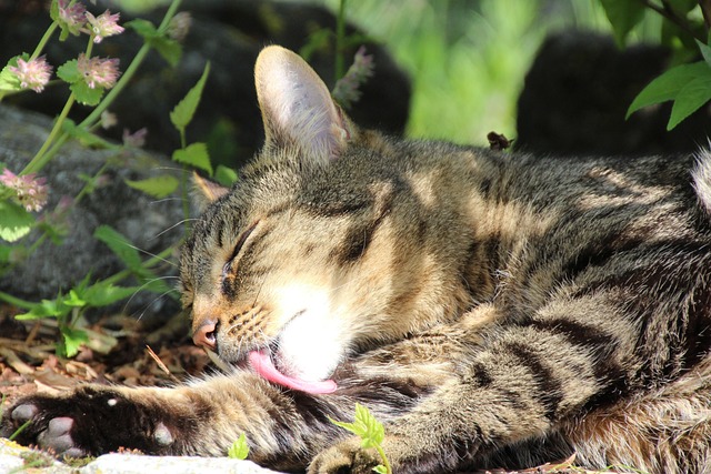 Pet Stain Cleaning