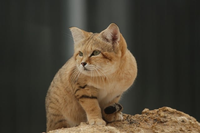 Pet Stain Cleaning