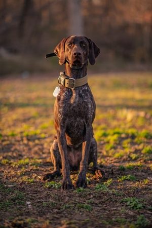 Deep Cleaning Pet Stains: A Comprehensive Guide to Spotless Surfaces