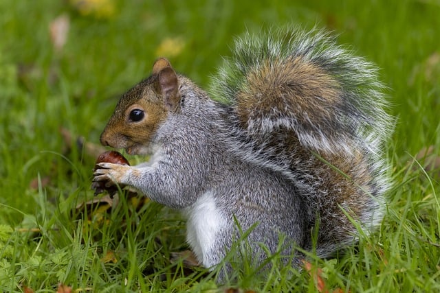 Professional Rodent Control