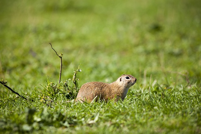 Professional Rodent Control