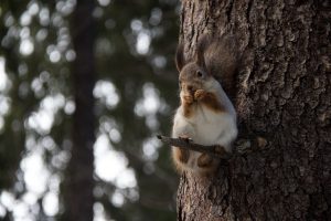 Mastering Home Rodent Control: DIY vs Professional Solutions