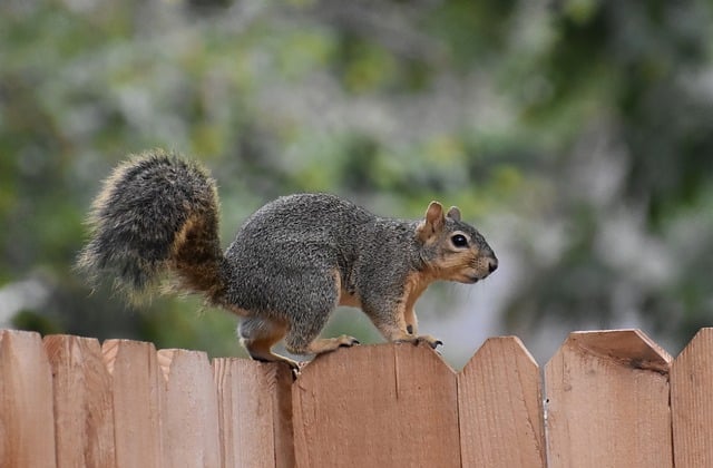 Professional Rodent Control