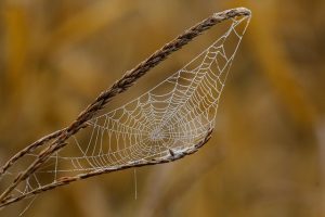 Mastering Responsive Web Design: From Basics to Best Practices