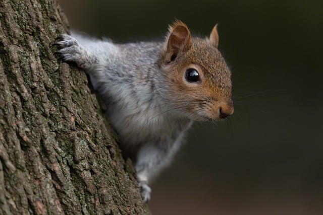 Rodent Control