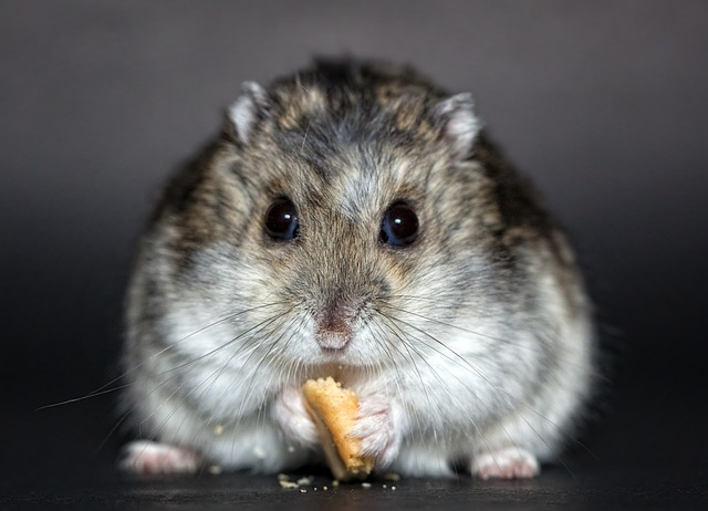Rodent Control