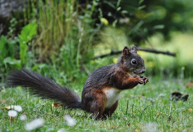 Rodent Control