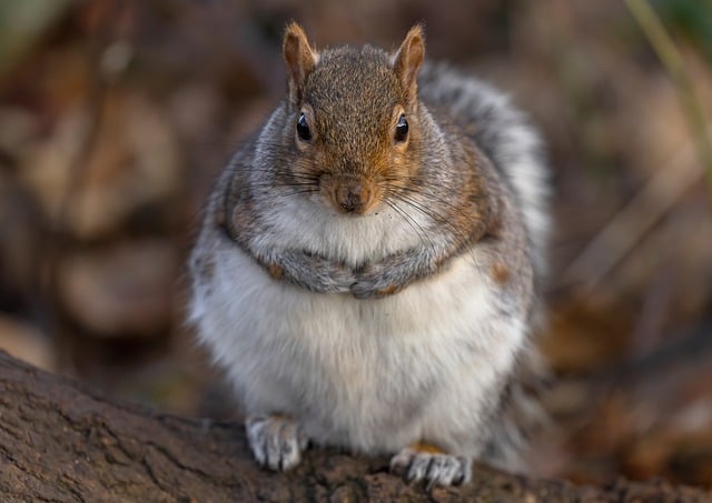 Rodent Control