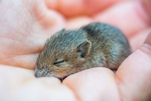 Mastering Rodent Control: Comprehensive Strategies for Prevention