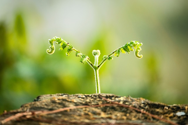 SEO Growth Strategies