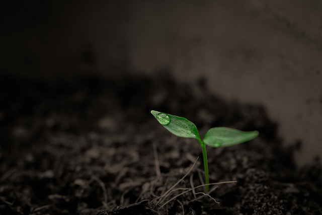 SEO Growth Strategies