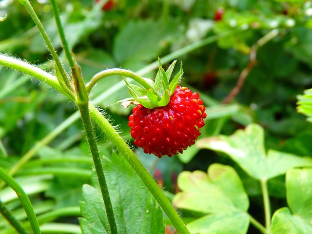 Strawberry Rosin Gummies