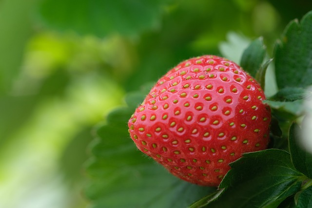 Strawberry Rosin Gummies