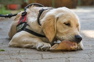 Customizable Tactical Dog Harnesses: Personalize Your Pet’s Comfort and Style