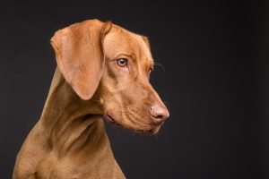 Mastering Training: The Power of Tactical Dog Harnesses