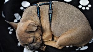 Mastering Tactical Dog Harnesses: Ultimate Guide for Working Dogs