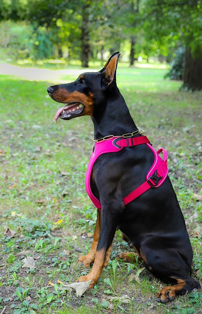 tactical dog harness