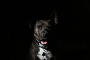 Quick-Release Buckles: Essential for Tactical Dog Harness Safety and Efficiency