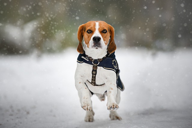 tactical dog harness