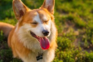 Tactical Dog Vests: Enhancing Visibility for Safety and Rescue