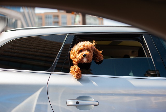 Temporary Car Insurance Coverage Options