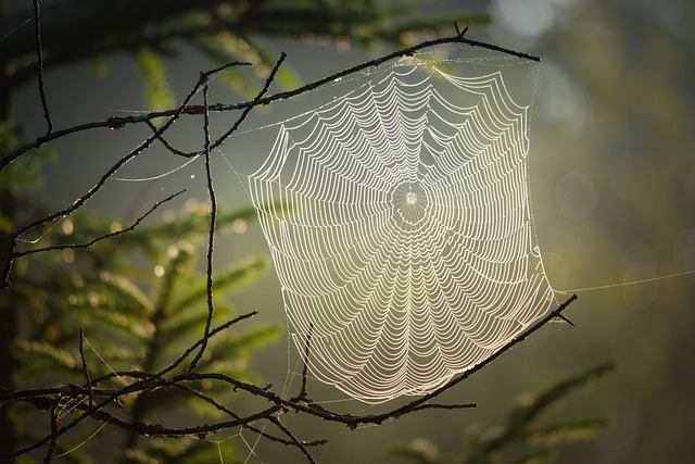 Web Design Company