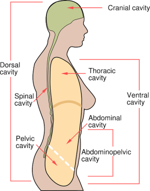 Abdominal CoolSculpting: Targeted Fat Loss for Enhanced Body Confidence
