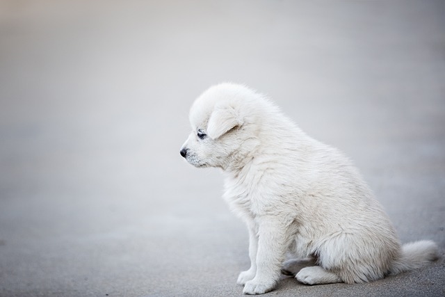 air conditioned dog house