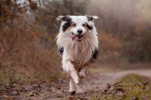 Cooling Your Pet: The Ultimate Guide to Air Conditioned Dog Houses