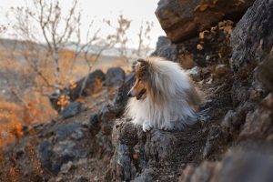Creating Safe Spaces: Air Conditioned Dog Houses for Indoor/Outdoor Comfort