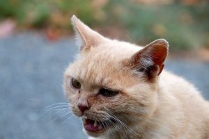 Personalized Anger Management: Effective Strategies with Anger Control Therapy