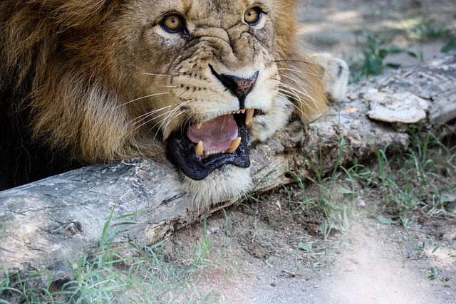 anger control therapy