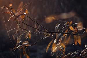 Mastering Core Web Vitals Optimization with Canonical Tags