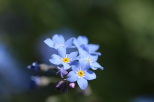 Delta-8 THC for Mood Support: Finding Balance Near You