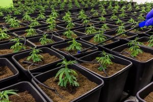 Full Spectrum CBD Tincture: Unlocking Chronic Pain Relief