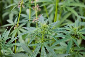 Unlock Nature’s Potential: Exploring Full Spectrum Hemp Oil for Daily Wellness